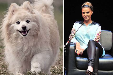 katie price tiere|Katie Price: Schon wieder ein tierischer Mitbewohner。